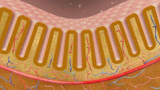 消化系统肠道黏膜黏膜粘膜三维动画