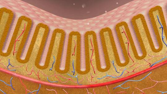 消化系统肠道黏膜黏膜粘膜三维动画视频素材模板下载