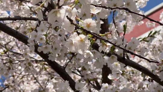 【镜头合集】春游踏春美景赏花