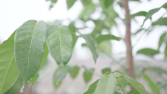 雨水落在植物叶片上视频素材模板下载