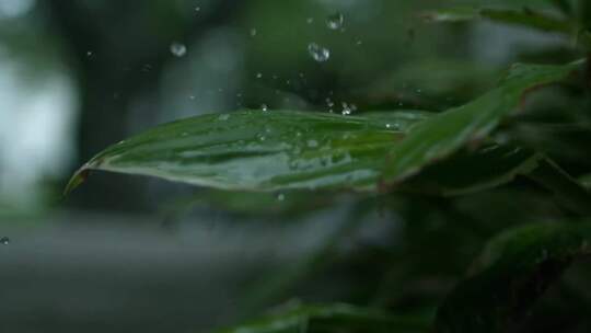 雨水落在植物叶子上的慢动作