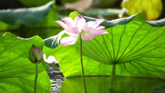 杭州西湖景区曲院风荷荷花