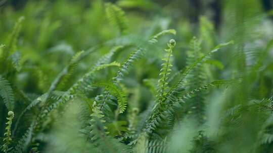 植物草丛空镜