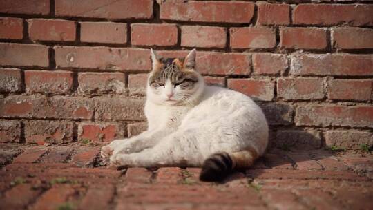 猫在墙角街晒太阳睡觉
