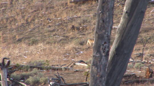 黄石国家公园中的狼视频素材模板下载
