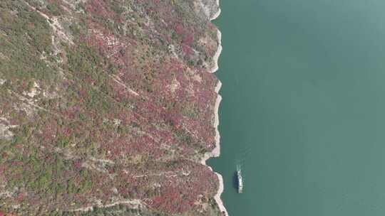 长江三峡巫峡红叶