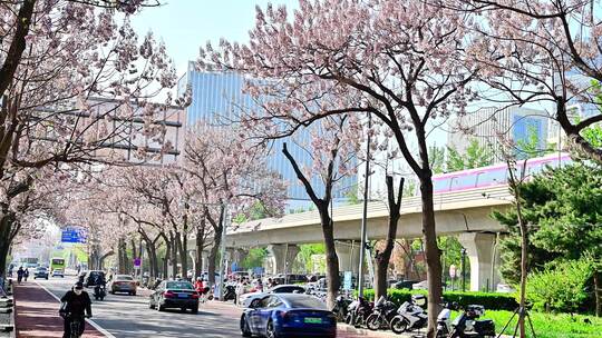 北京亦庄的梧桐大道花海街道