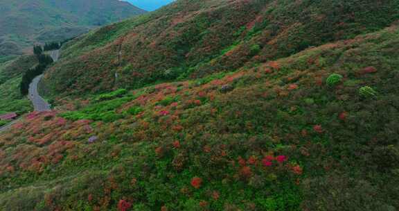 长沙浏阳大围山森林公园杜鹃花海航拍