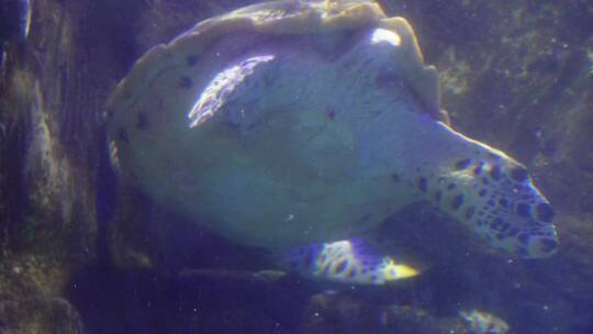 海洋馆大海龟海洋生物视频素材模板下载