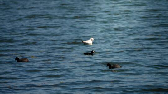 海鸥鸭子在湖面上游泳唯美古风