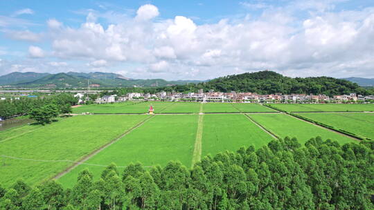 夏日里绿油油的稻田风车美丽的乡村田野航拍