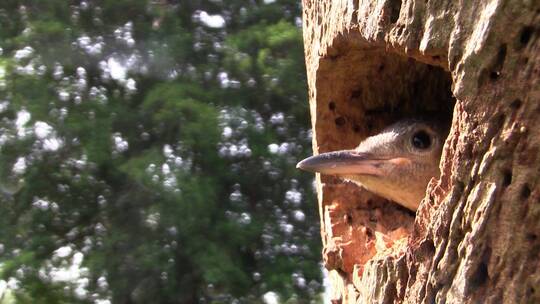 一只红腹啄木鸟从树上的巢穴向外看
