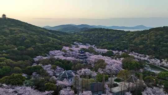 江苏 无锡 太湖 鼋头渚樱花 春天 旅游