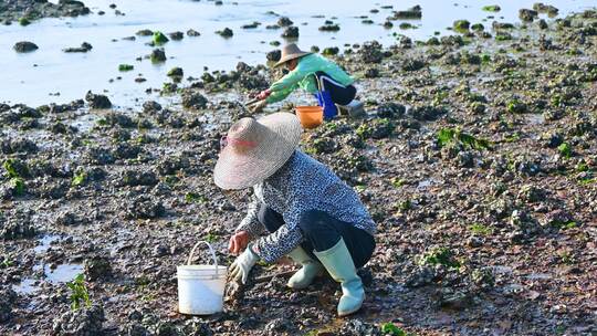 退潮海边滩涂上赶海捡海蛎子的渔民农妇