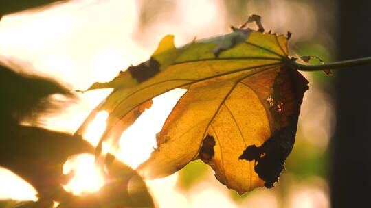 唯美秋天树叶，阳光下的秋叶4k视频素材