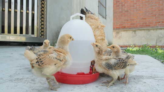 农村散养老母鸡带着鸡苗喝水