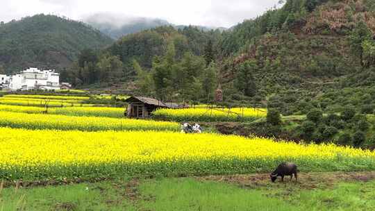 江西婺源油菜花海