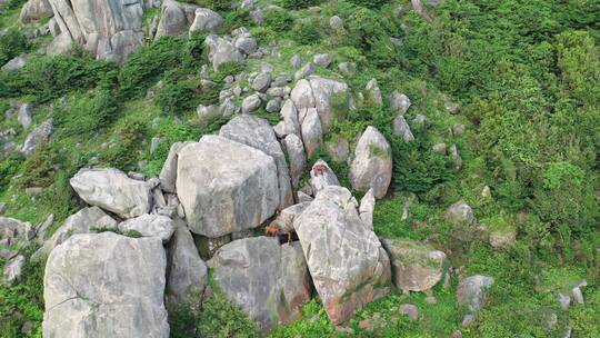 山上的山羊在岩石峭壁上爬行山上石头羊群