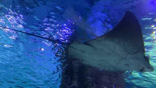 海底世界水族馆里的黄貂鱼1视频素材模板下载