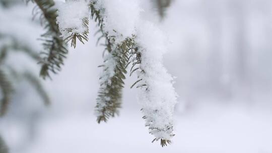 下雪的松树