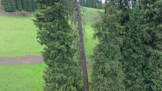 航拍夏季新疆恰西森林公园风景