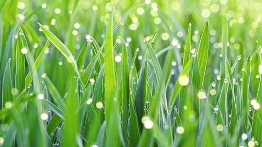 早晨阳光下的小草绿叶露水露珠