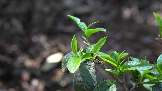 茶叶茶叶发芽新芽