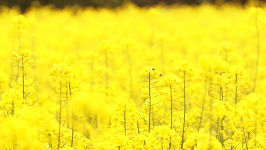 春天金黄色的油菜花田野里蜜蜂飞舞