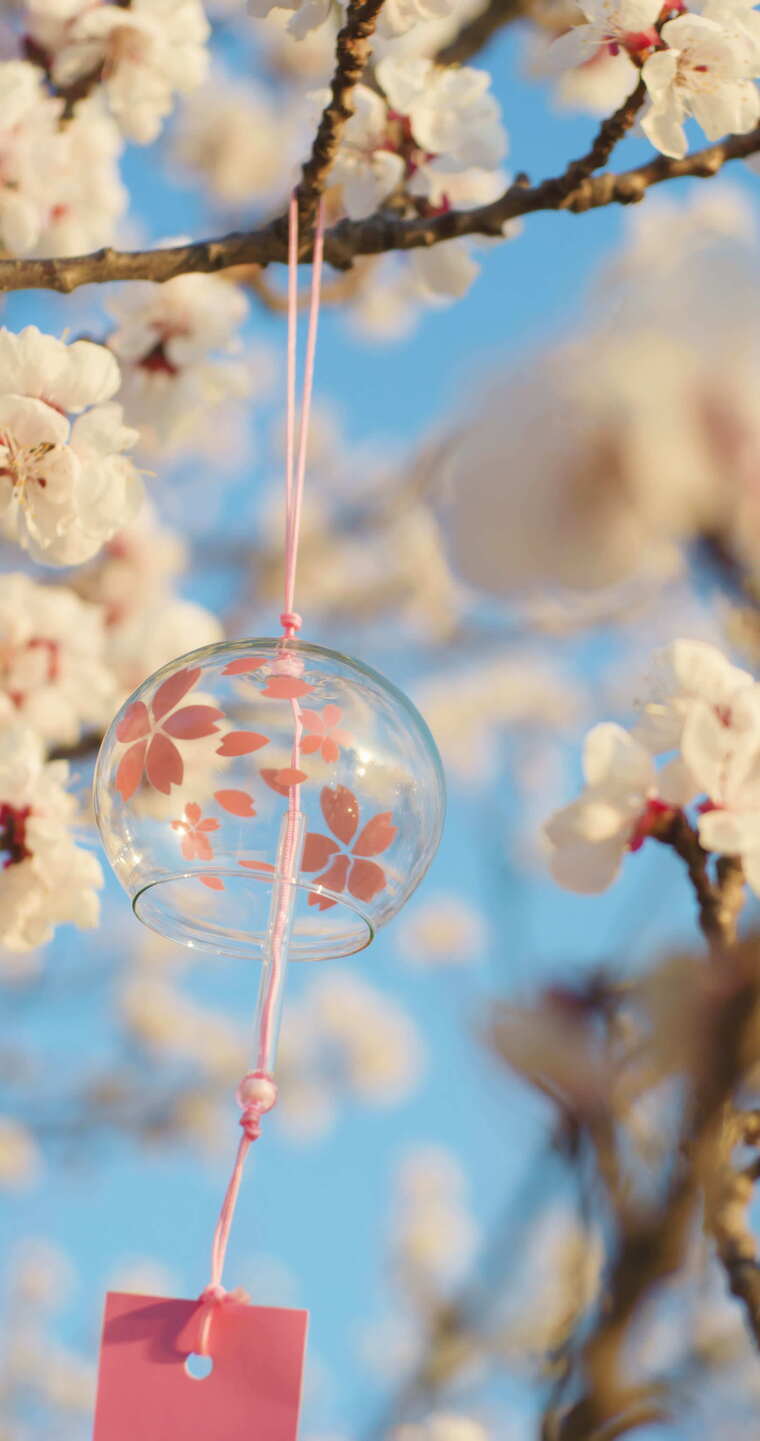 春天杏花盛开绽放