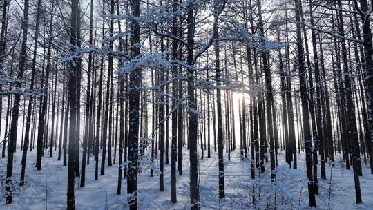 阳光光影雪松林