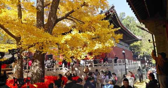 北京红螺寺银杏飘落