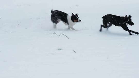 两只顽皮的狗在雪地里奔跑