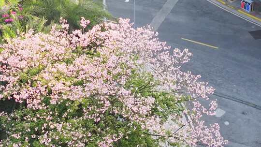 冬季暖阳四川攀枝花市路边行道树开花正胜