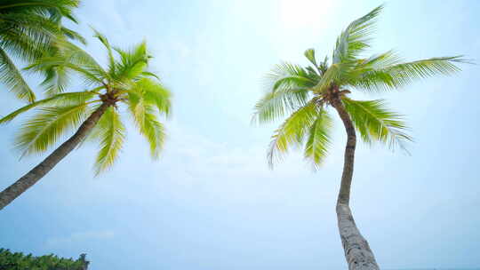 海边沙滩椰树