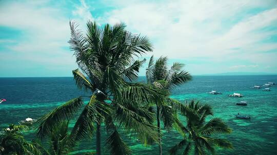 飞鸟 椰树和大海