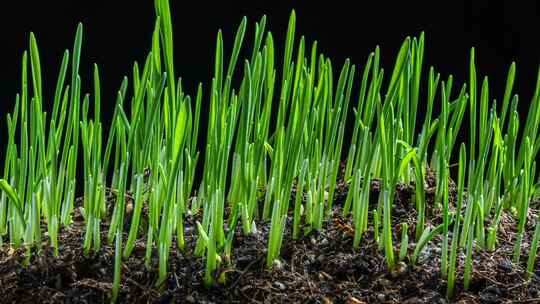 种子发芽植物生长延时