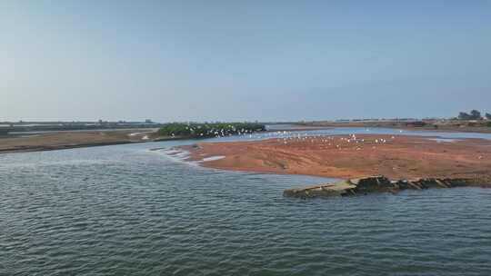 湛江乐民港红树林白鹭滩涂湿地保护区航拍