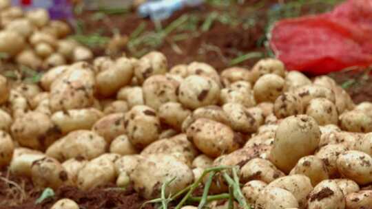 田地里收获的土豆
