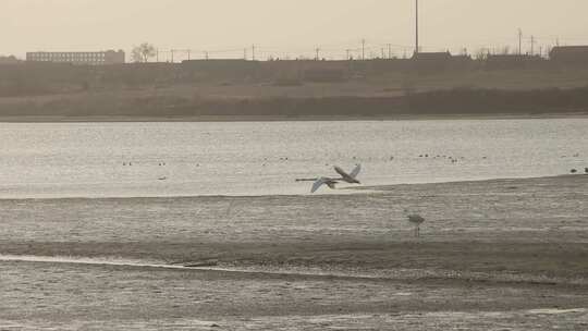 山东荣成成山镇鸿鹄湾天鹅湖冬季大天鹅