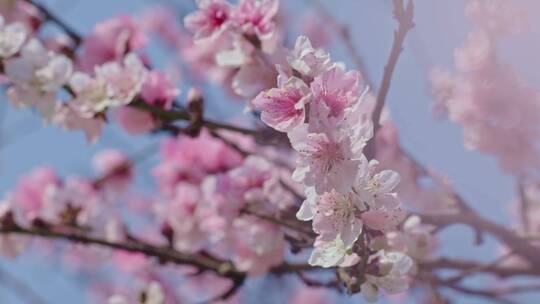 蜜蜂采蜜桃花盛开