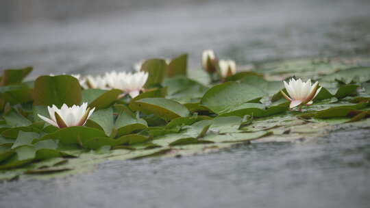 雨中水莲 莲花 睡莲 水莲