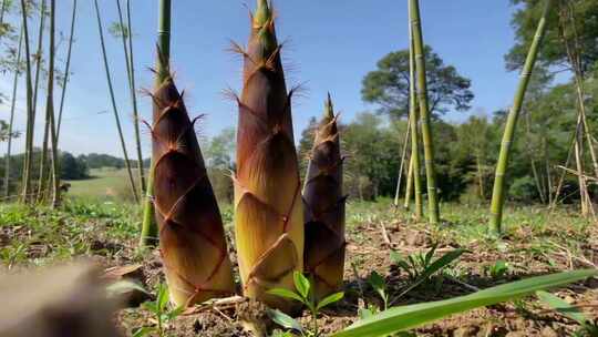 竹笋竹子生长延时画面