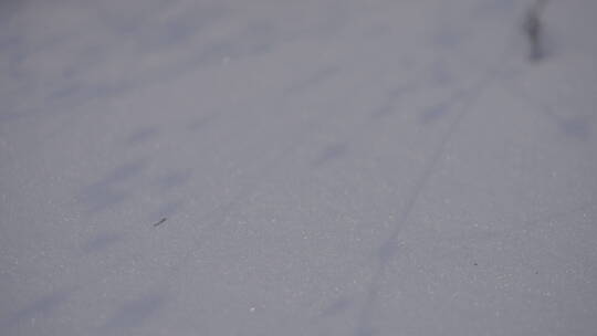 阳光下的雪地与枯草4k50帧灰片视频素材模板下载