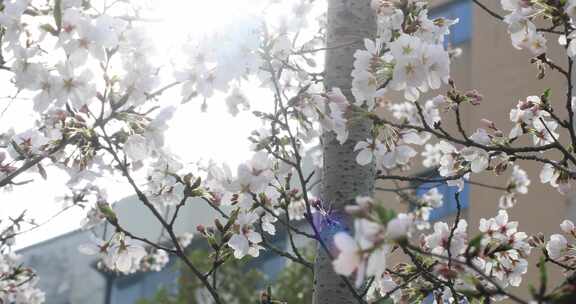 公寓楼前樱花盛开 春回大地阳光春意