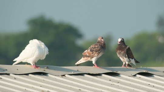 夏天屋顶农民饲养的肉鸽子视频素材模板下载