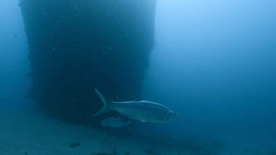 Tarpon，鱼，水下，海洋生物