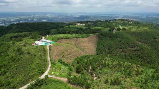 高山茶叶庄园