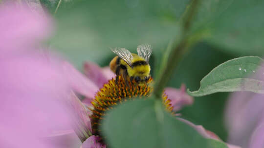 在花丛中飞舞采蜜的蜜蜂