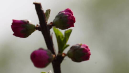 特写花骨朵花蕾花苞花瓣