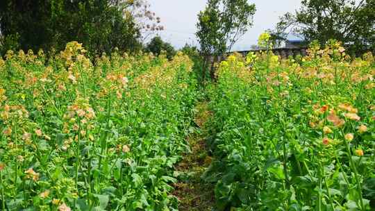 油菜花春天油菜花海油菜花田菜花花海